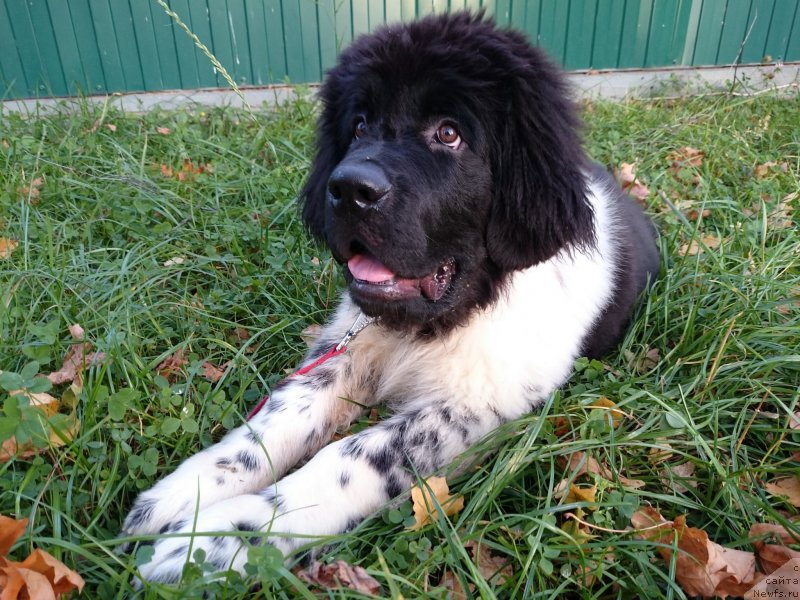Фото: ньюфаундленд Энджелс Кипер Нибелунг (Angels Keeper Nibelung)