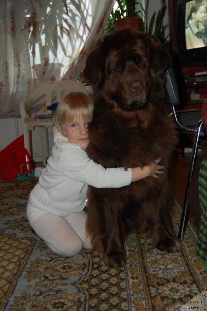 Фото: ньюфаундленд Sandra, Катаринка