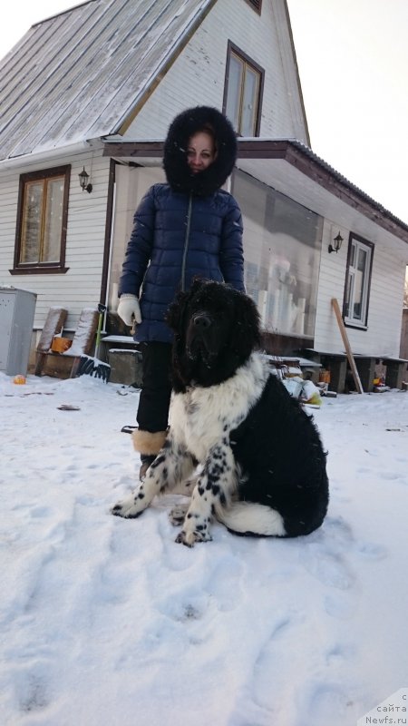 Фото: Ольга Мартынова, ньюфаундленд Энджелс Кипер Нибелунг (Angels Keeper Nibelung)