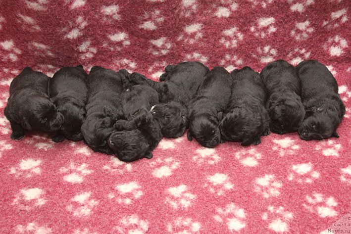 Фотография № 199783