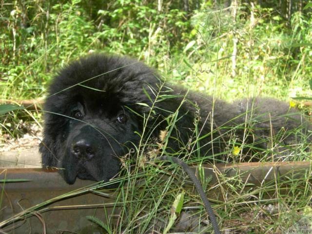 Фото: ньюфаундленд Skippers Only You for Smigar