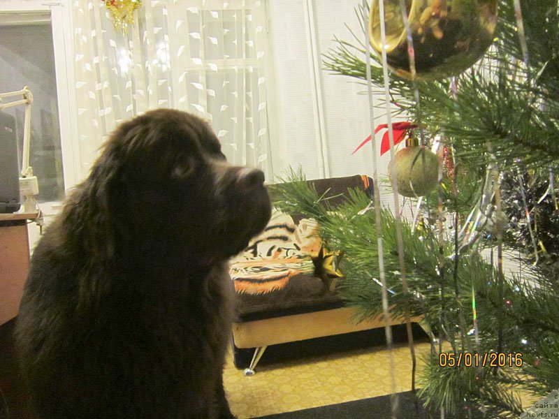 Фото: ньюфаундленд Вересковый Мёд с Берега Дона (Vereskovyj Mjod s Berega Dona)