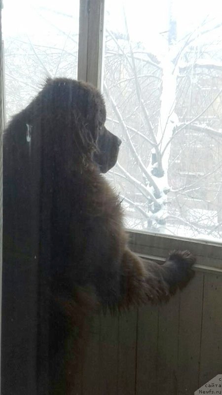 Фото: ньюфаундленд Вересковый Мёд с Берега Дона (Vereskovyj Mjod s Berega Dona)