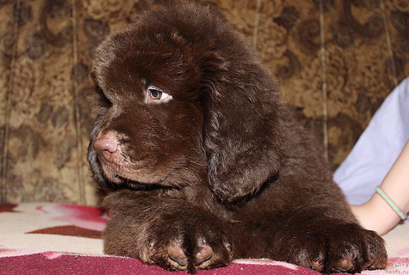 Фотография № 199798