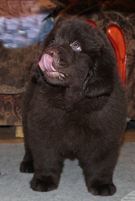 Фотография № 199800