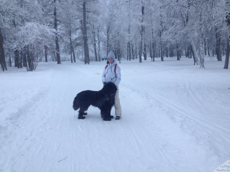 Фото: Наталья Медведь, ньюфаундленд Белкондер-Клаб Кассий Дион
