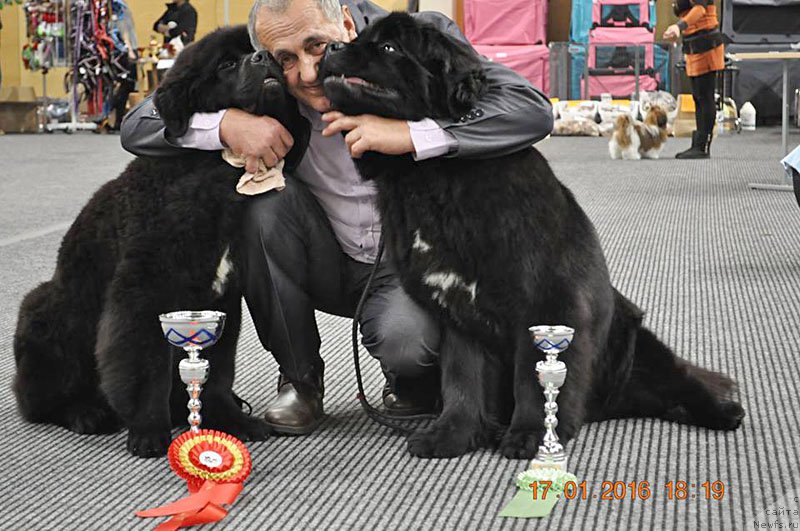 Фото: Zvezdnij Dar Brittany, Федя, ньюфаундленд Баллада Звездного Дара с Берега Дона (Ballada Zvezdnogo Dara s Berega Dona)