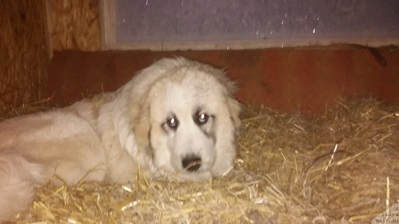 Фотография № 199808