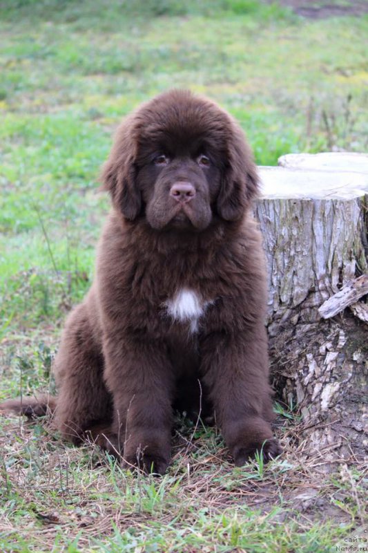 Фото: ньюфаундленд Фанньюф Адриатика (Funnewf Adriatika)
