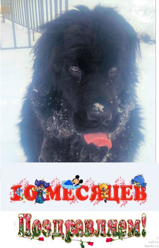 Фото: ньюфаундленд Ньюфорт Дивная Диана