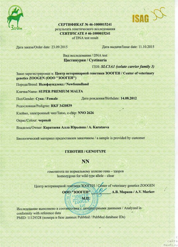 Фото: ньюфаундленд Супер Премиум Мальта