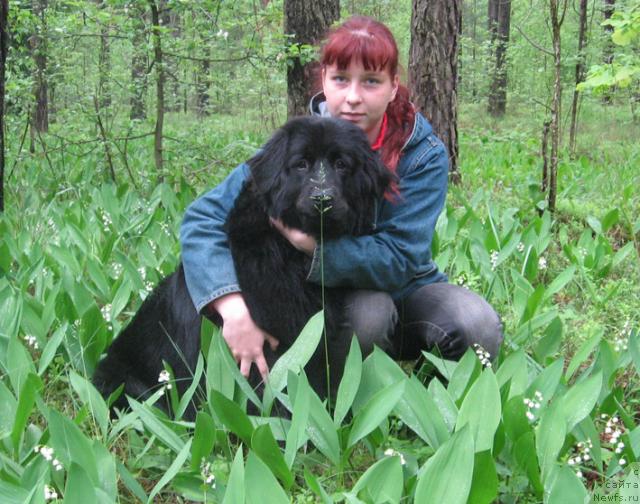 Фото: ньюфаундленд Прима Донна