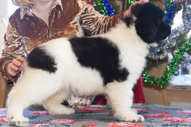 Фото: ньюфаундленд Сент Джонс Урсула