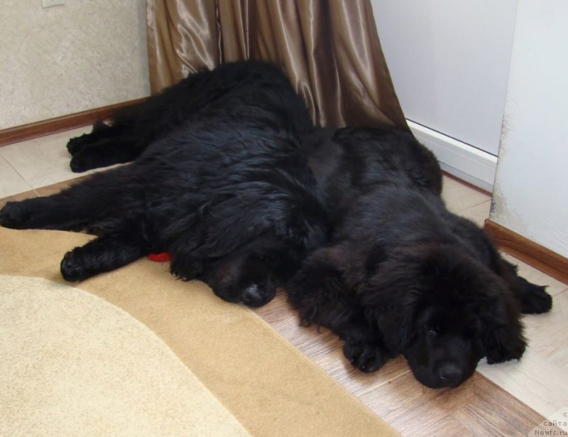 Фото: ньюфаундленд Супер Премиум Фри Винд (Super Premium Free Wind), ньюфаундленд Супер Премиум Бумер