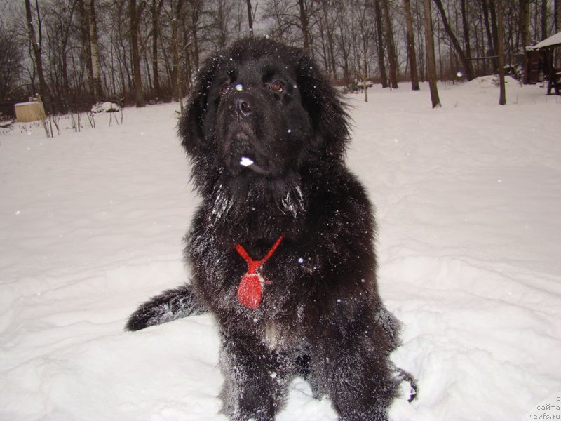 Фото: ньюфаундленд Супер Премиум Фри Винд (Super Premium Free Wind)