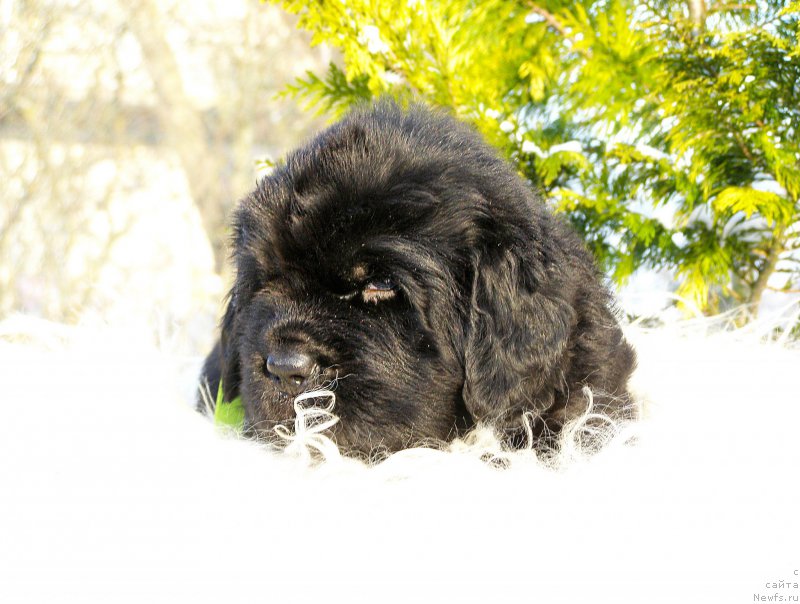 Фотография № 199856