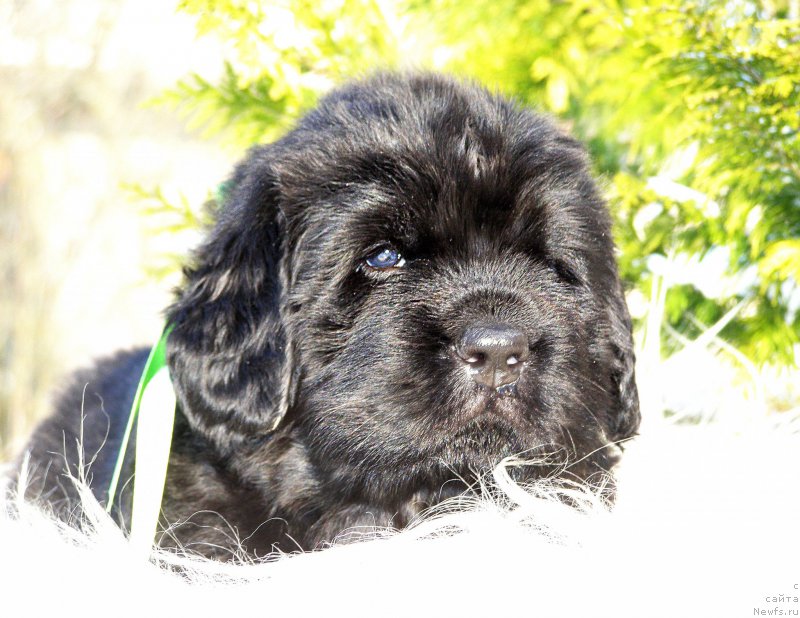 Фотография № 199857