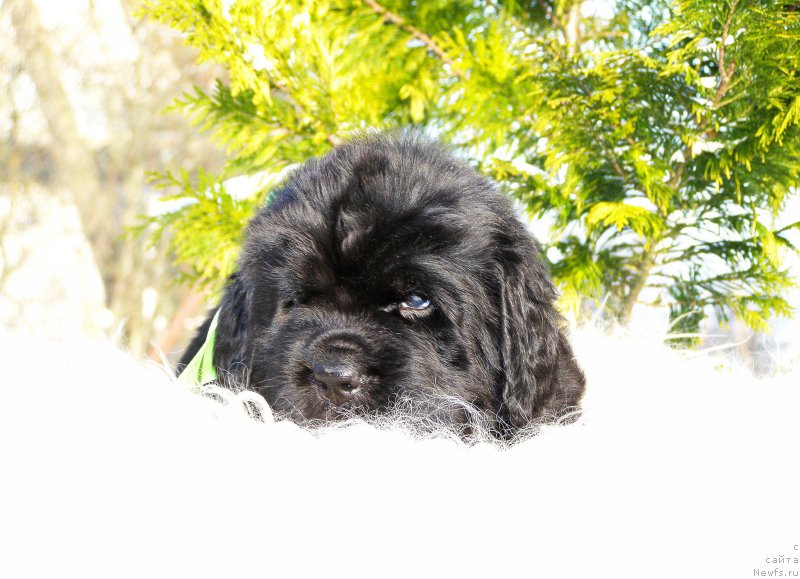 Фотография № 199858