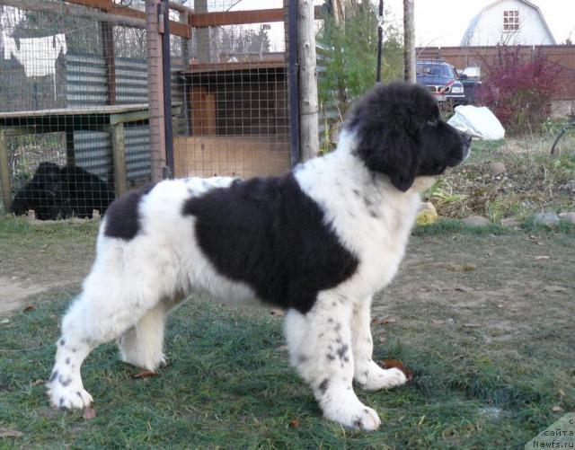 Фото: ньюфаундленд Пчёлкин Дом Буревестник