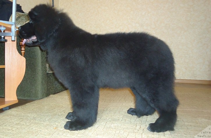 Фото: ньюфаундленд Ньюфорт Ее Величество Виктория