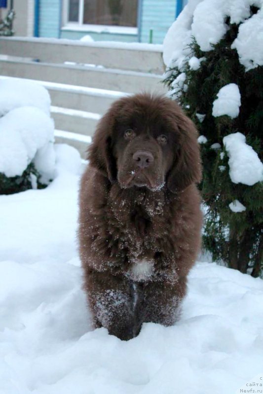 Фото: ньюфаундленд Фанньюф Аква-Марина (Funnewf Aqua-Marina)