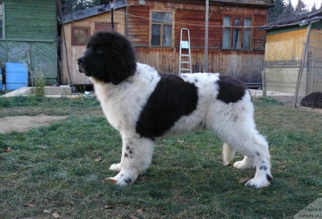 Фото: ньюфаундленд Пчёлкин Дом Буревестник