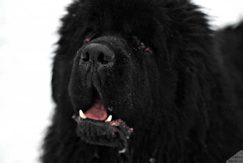 Фотография № 199872