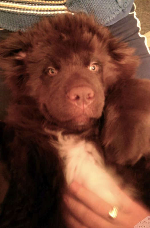 Фото: ньюфаундленд Фанньюф Аквилон (Funnewf Akvilon)