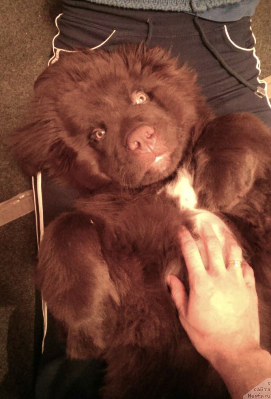 Фото: ньюфаундленд Фанньюф Аквилон (Funnewf Akvilon)