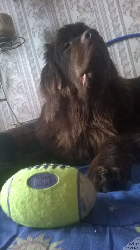 Фото: ньюфаундленд Браунблад МСК Жанара Хайя (Brownblood MSK Zhanara Haya)