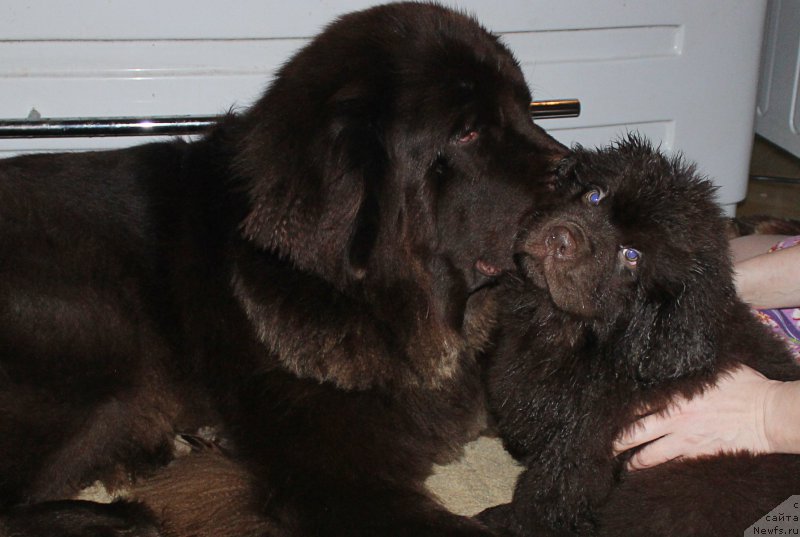 Фото: ньюфаундленд Сверкающая Гора Машаме (Sverkayuzhaya Gora Mashame), ньюфаундленд Браунблад МСК Сэмми Лесс