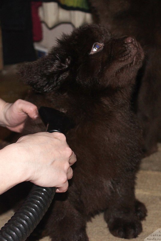 Фото: ньюфаундленд Браунблад МСК Сэмми Лесс