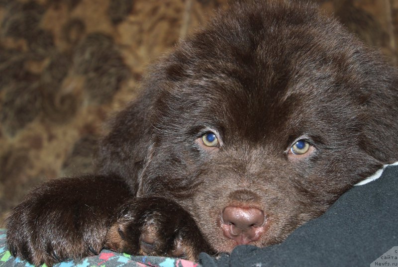 Фото: ньюфаундленд Браунблад МСК Сэмми Лесс