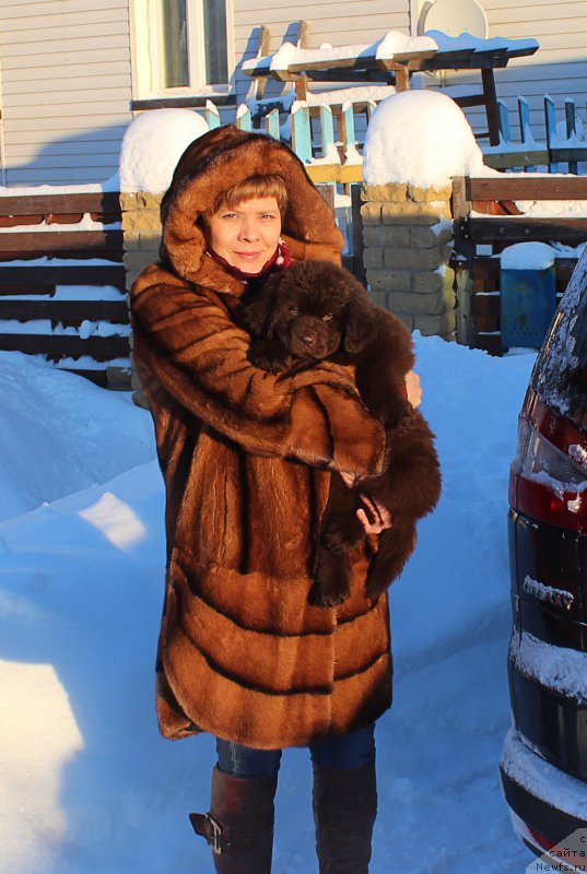 Фото: ньюфаундленд Браунблад МСК Сэмми Лесс, Татьяна Журавлева