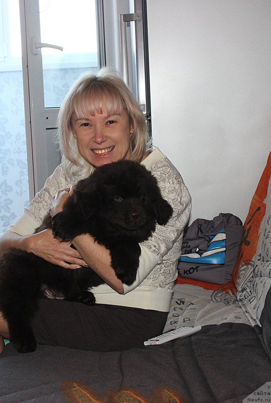 Фото: ньюфаундленд Браунблад МСК Сэмми Лесс