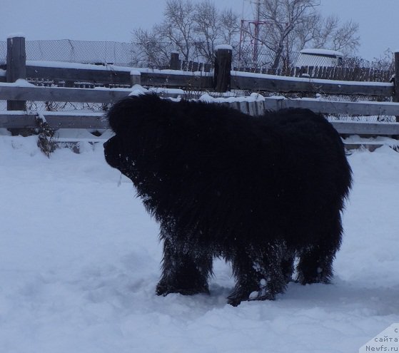 Фото: ньюфаундленд Севертан Рожденная Легендой