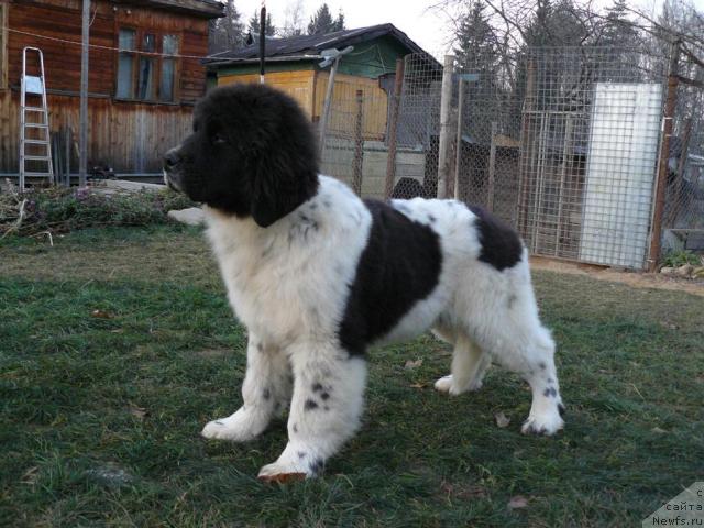 Фото: ньюфаундленд Пчёлкин Дом Буревестник