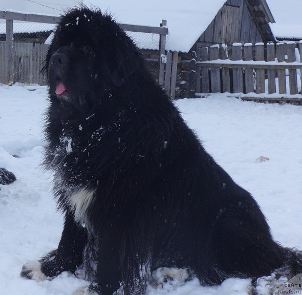 Фото: ньюфаундленд Promise To Love Midnight Bear