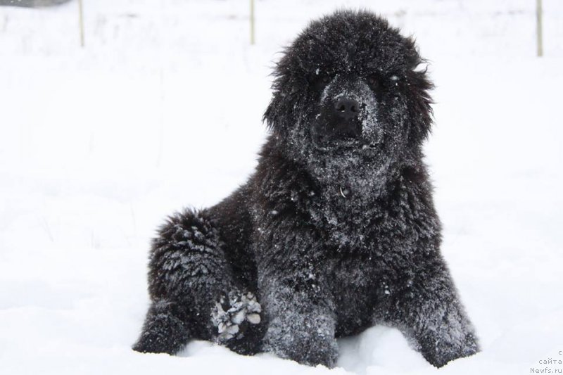 Фотография № 199893