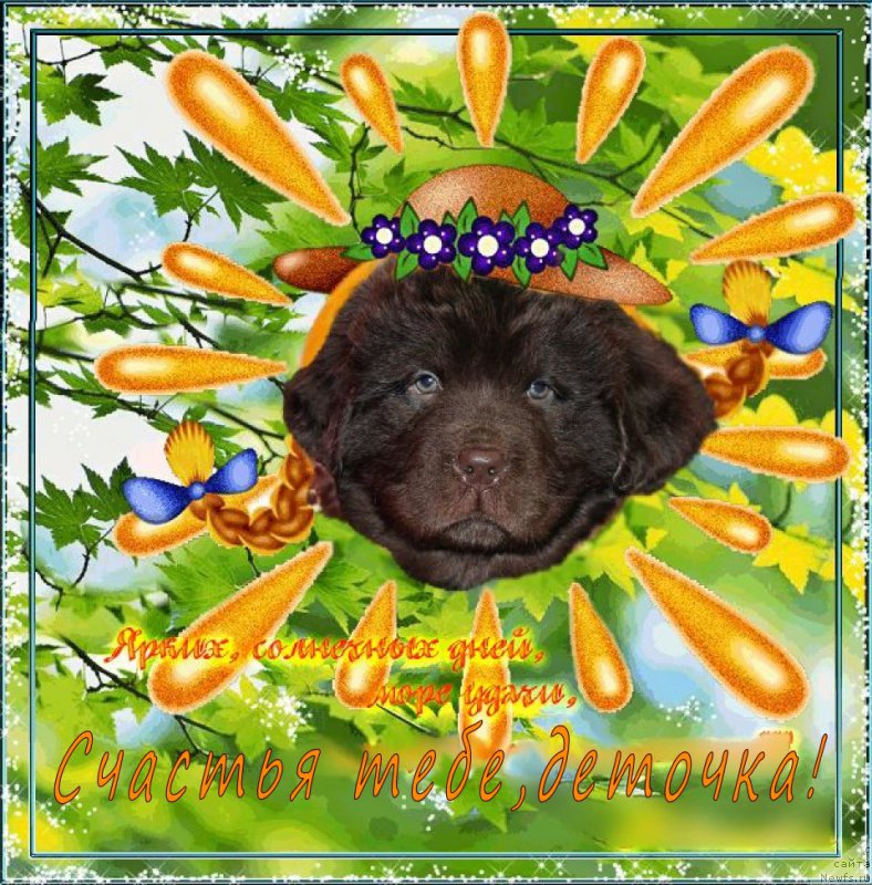 Фото: ньюфаундленд Браунблад МСК Сэмми Лесс