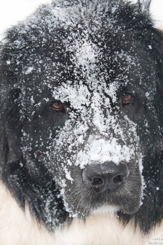 Фотография № 199902