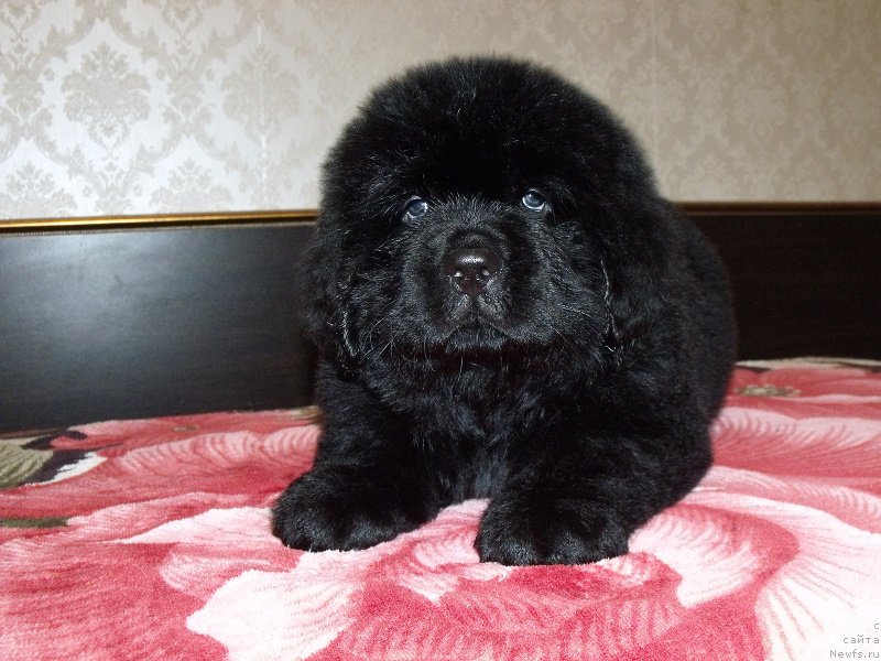 Фотография № 199904