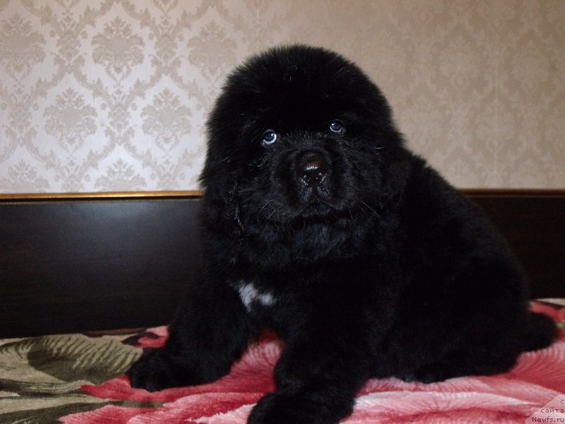 Фотография № 199905