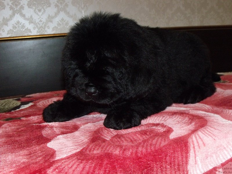 Фотография № 199907