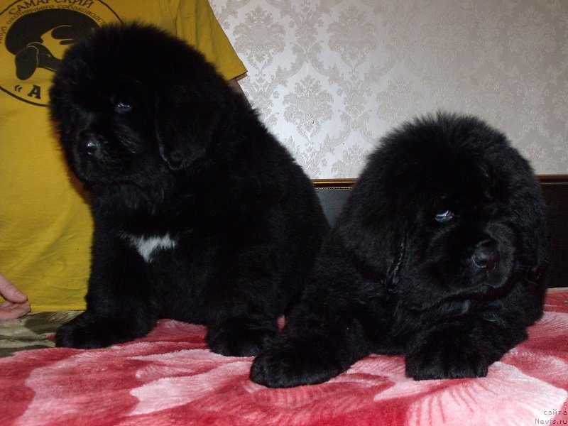 Фотография № 199908