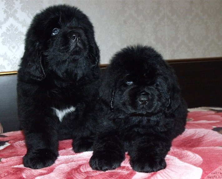 Фотография № 199909