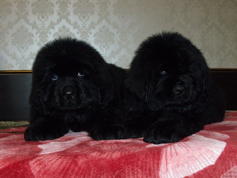 Фотография № 199910