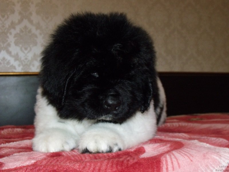 Фото: ньюфаундленд Захарий из Уникальной Коллекции