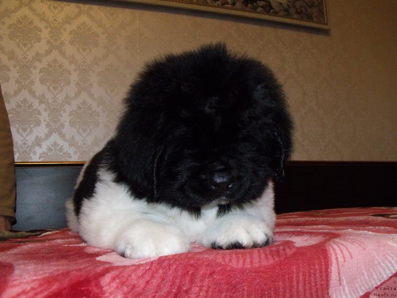 Фото: ньюфаундленд Захарий из Уникальной Коллекции