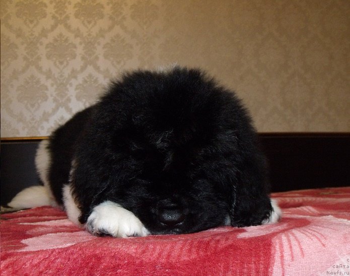 Фото: ньюфаундленд Захарий из Уникальной Коллекции